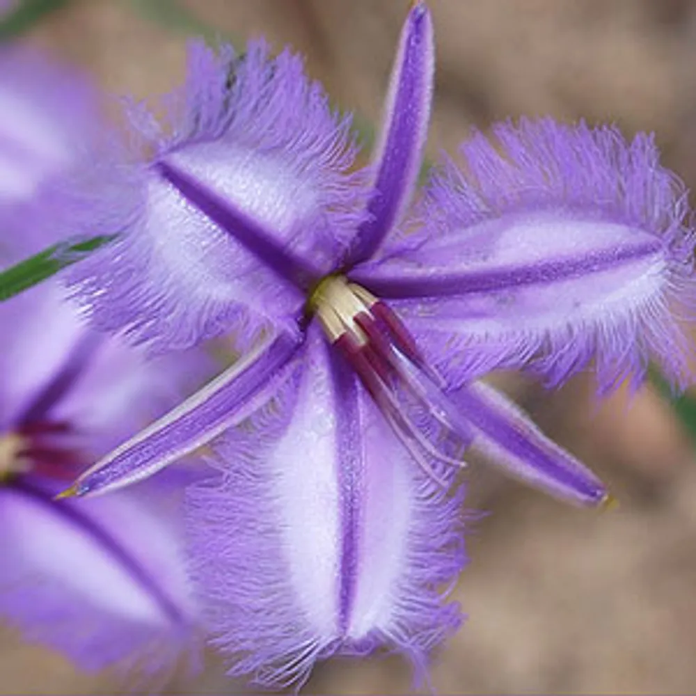 Бахрома Лилии Thysanotus Multiflorus семена