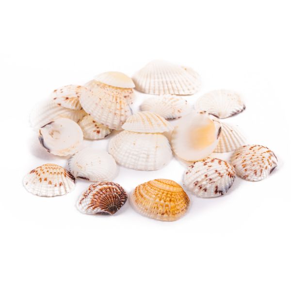Ракушки декоративные, 20 шт, 3.8 см, Venus Clam, Zlatka DRF-027
