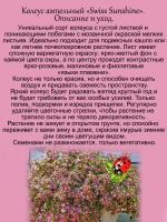Колеус Швейцарское солнце ампельный Свисс саншайн