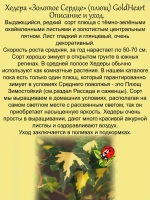 Хедера Золотое сердце Голдхард плющ