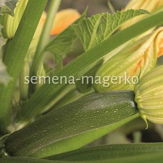 Кабачок цукини Модена F1  250 (семян)