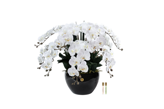Большой букет белых орхидей LUXURY GIANT ORCHID WHITE, Cote Noire