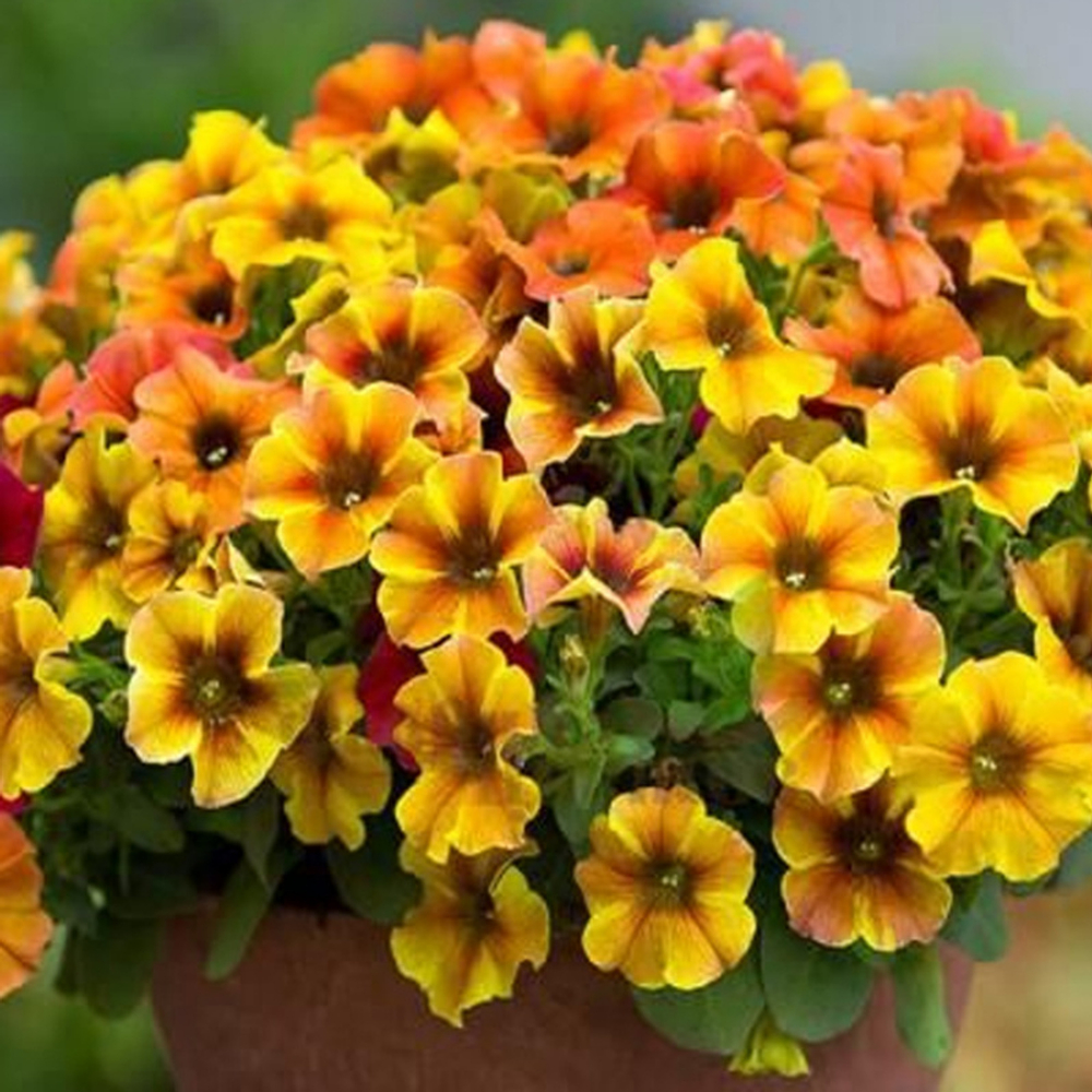 ЕВРО Петхоа BeautiCal Caramel Yellow (Volmary) укоренный черенок ЯНВАРЬ поставка 12