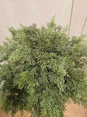 Искусственный Кипарис шар для кашпо