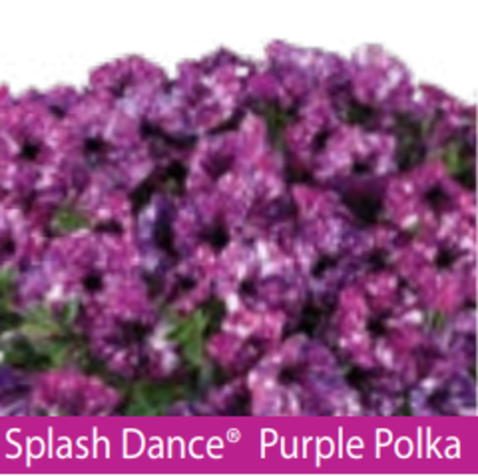 ЕВРО Петуния SPLASH DANCE Purple Polka ЕВРО укорененный черенок начало января поставка 9