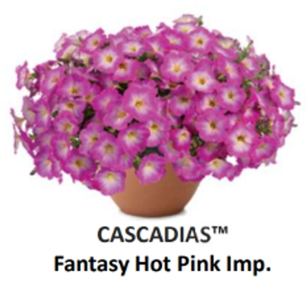 ЕВРО Петуния CASCADIAS Fantasy Hot Pink Imp. ЕВРО укорененный черенок МАРТ поставка 22