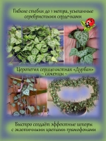 Церопегия Дурбан сердцелистная