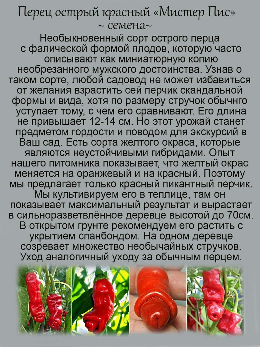 Перец Мистер Пис, Чилли Вилли Petr Pepper