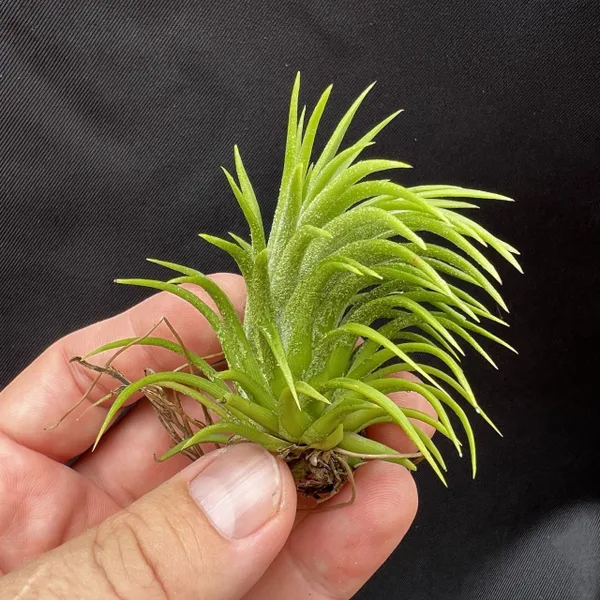 Тилландсия Ионанта Хуамелула Ionantha Huamelula, атмосферное растение размер M