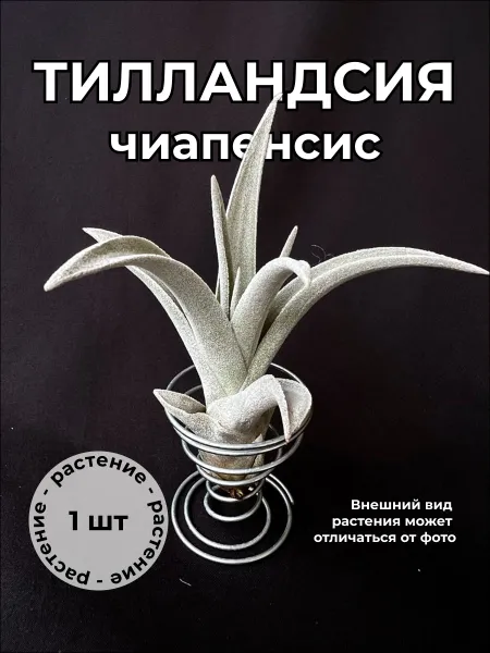 Тилландсия Чиапенсис (Tillandsia chiapensis large) - крупная форма