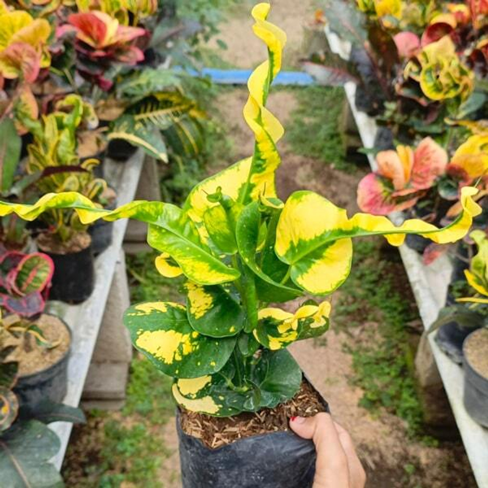 Кротон TELOR