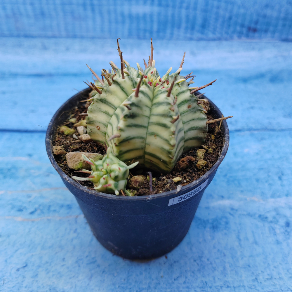 Euphorbia meloformis f. Variegated (Эуфорбия вариегатная)
