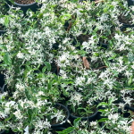 Райтия священная вар – Wrightia religiosa var (44)