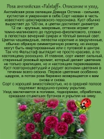 Роза Фальстаф английская пурпурная