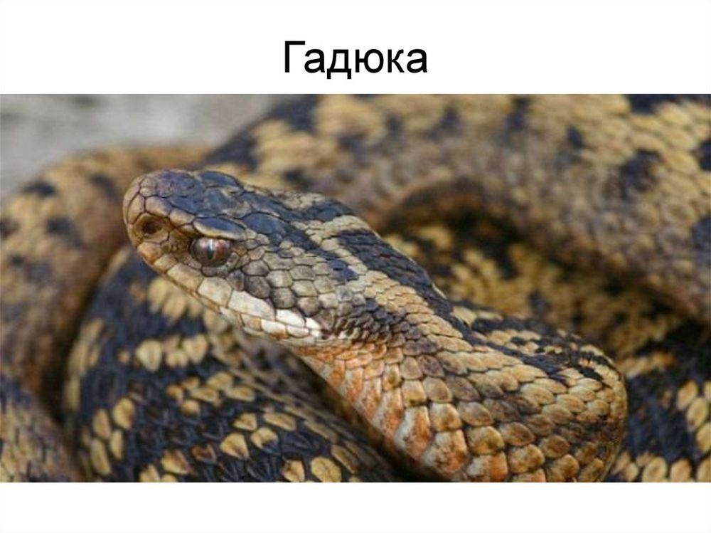 Влажный препарат Гадюка — купить по ФГОС | Учебный стандарт Влажный препарат Гадюка — купить по ФГОС | Учебный стандарт