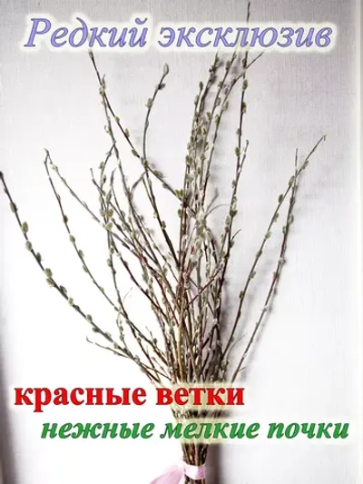 Верба декоративная