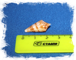 Конус мемиае (Conus memiae)