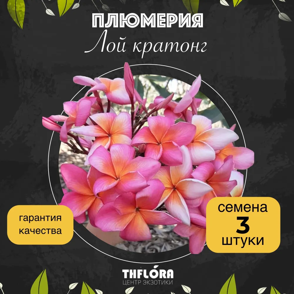 Плюмерия "Лой кратонг" — семена, 3 шт.