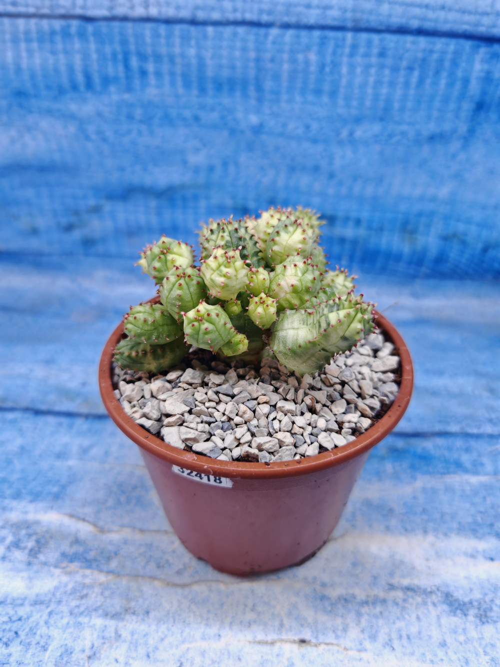Euphorbia Pseudoglobosa variagate (Эуфорбия)