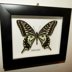 Бабочка Papilio xuthus в рамке