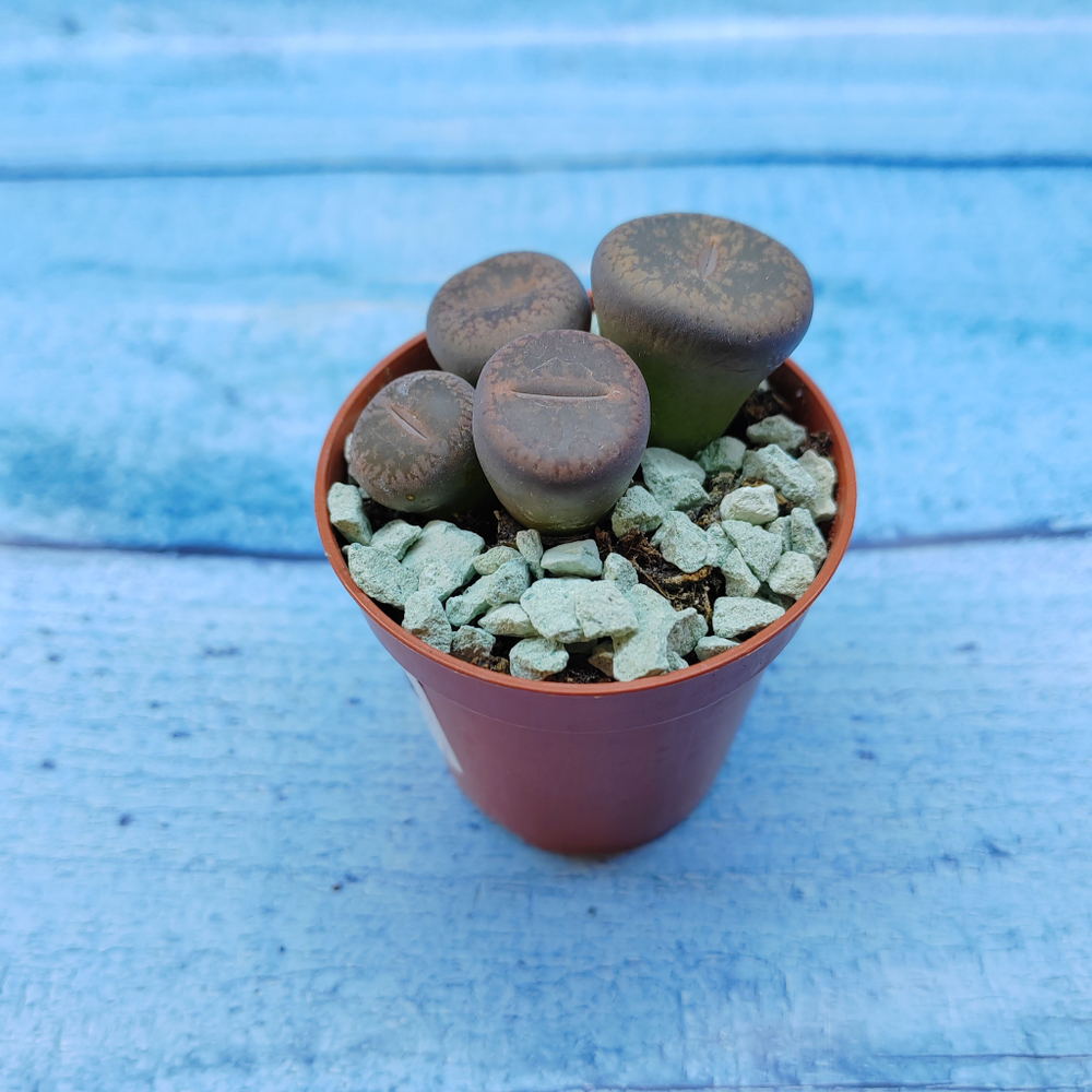 Lithops sp. (Литопсы)