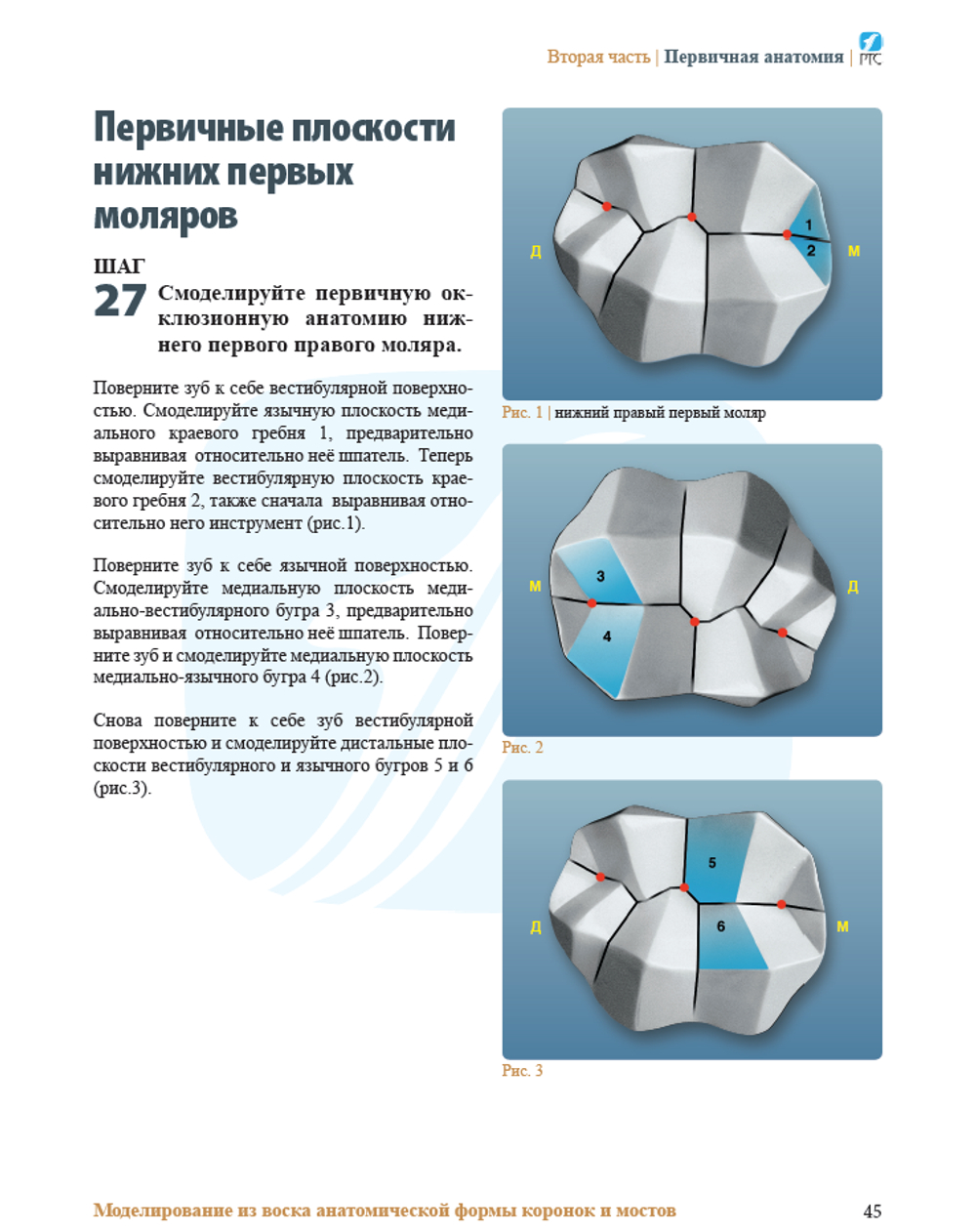 МОДЕЛИРОВАНИЕ ИЗ ВОСКА ПОЛНОЙ АНАТОМИЧЕСКОЙ ФОРМЫ КОРОНОК И МОСТОВ