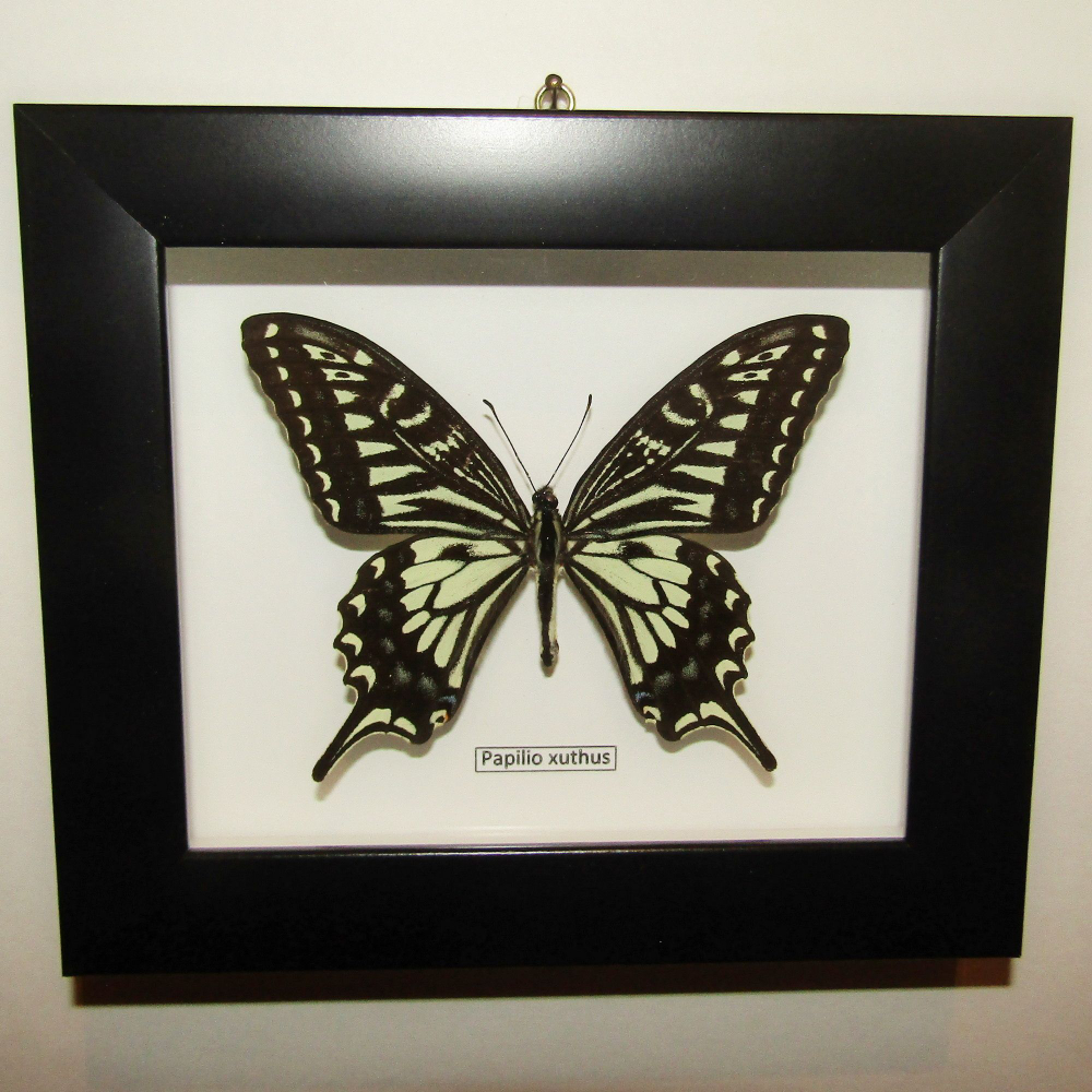 Бабочка Papilio xuthus в рамке