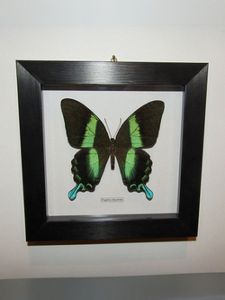Бабочка Papilio blumei в рамке
