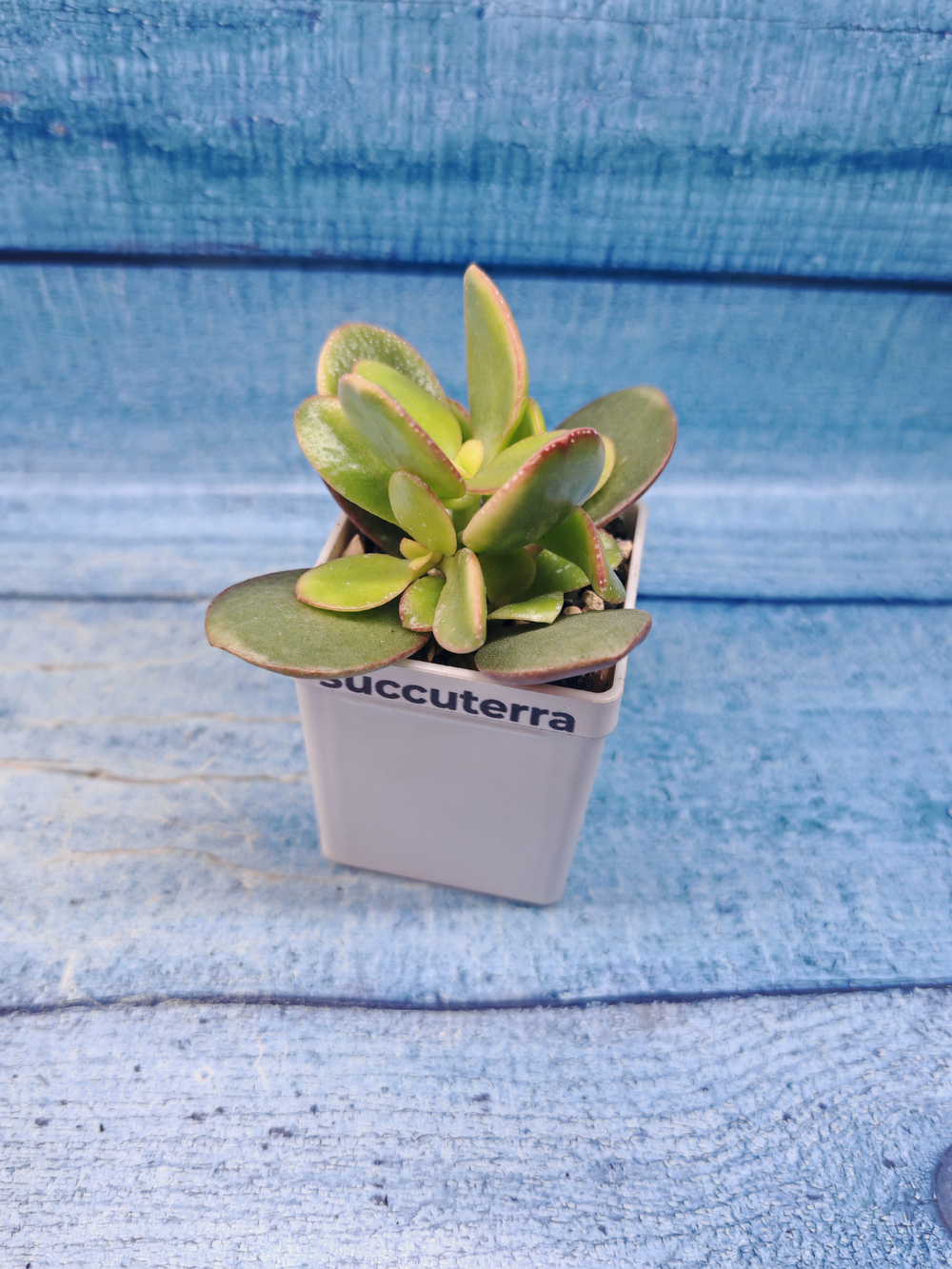 Crassula Ovata Sunset (Крассула)