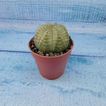 Euphoria Obesa (Эуфорбия)