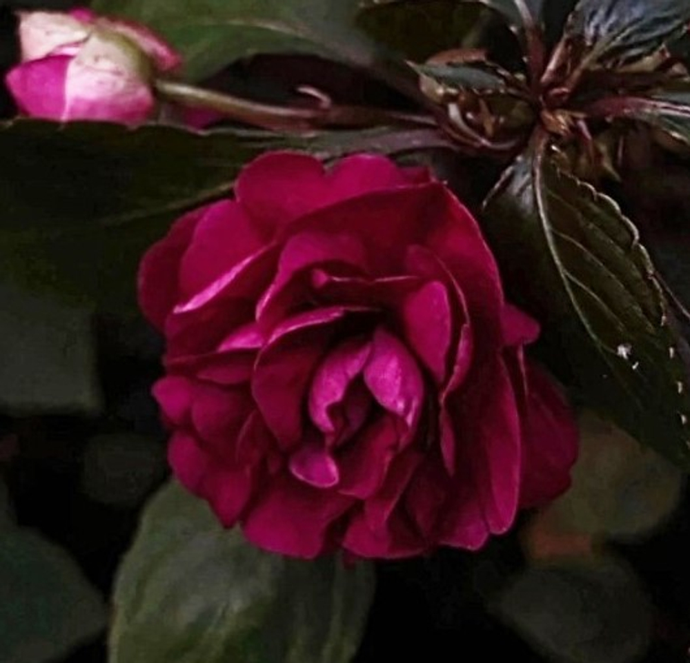 Бальзамин Carousel Dark Violet укорененный черенок