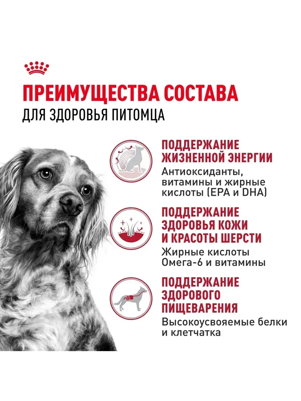 Royal Canin Medium Adult 7+ (Роял Канин Медиум Эдалт 7+) для средних пожилых собак (от 7 лет)