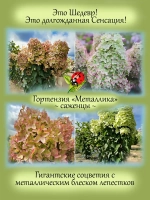Гортензия Металлика суперновинка метельчатая