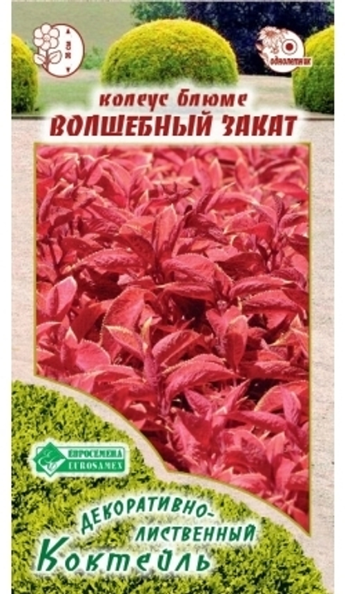 Колеус Блюме Волшебный закат
