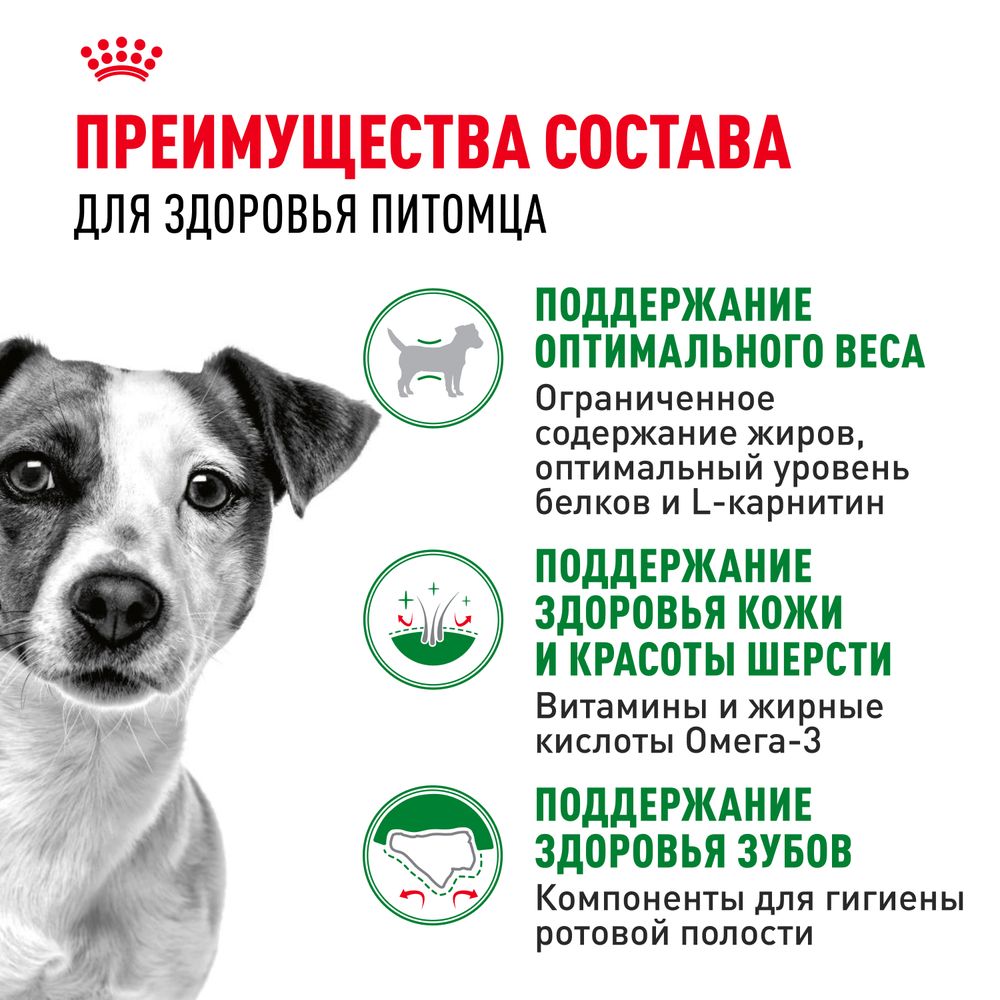 Сухой корм Royal Canin Mini Adult для взрослых собак мелких размеров от 10 месяцев