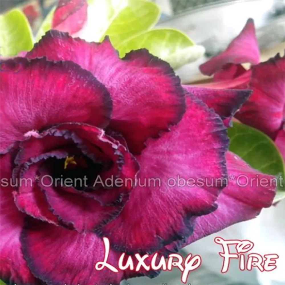 Адениум обессум Luxury Fire семена