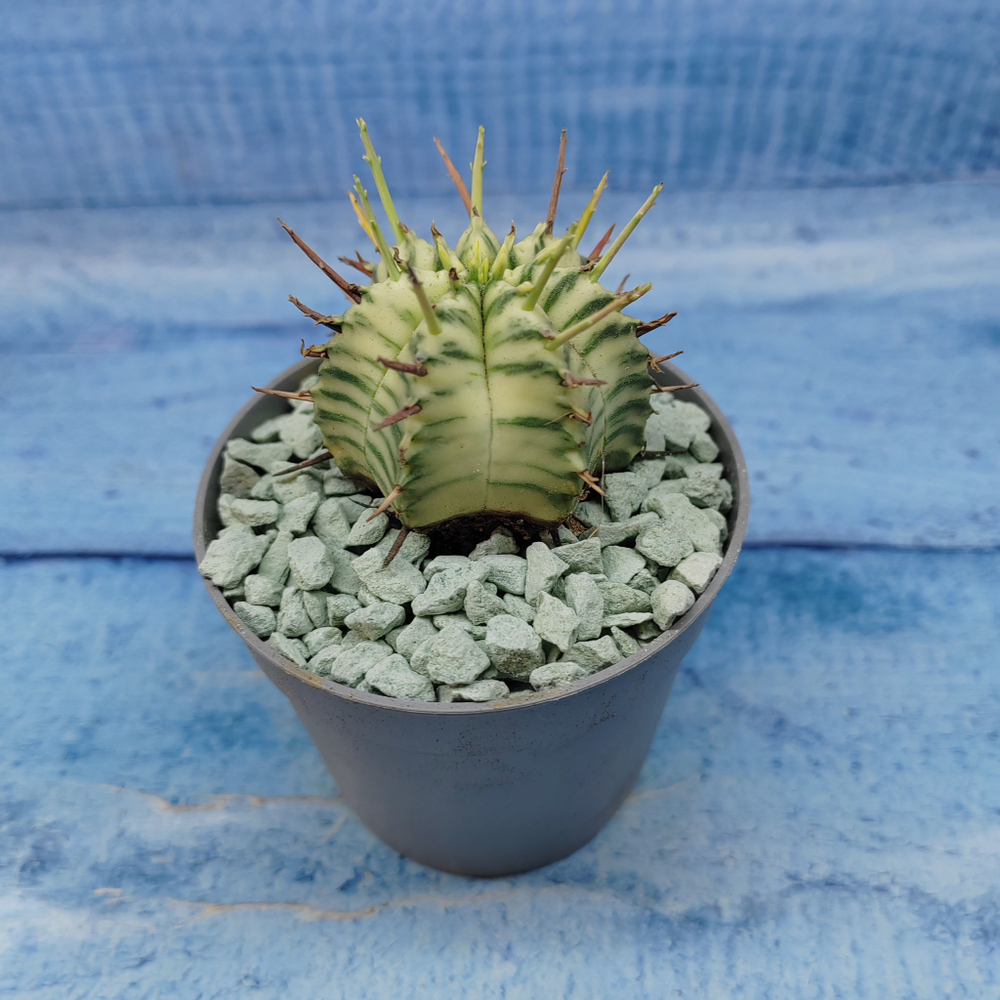 Euphorbia meloformis f. Variegated (Эуфорбия вариегатная)