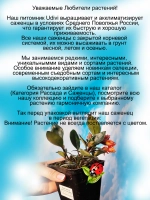Нематантус Золотая рыбка