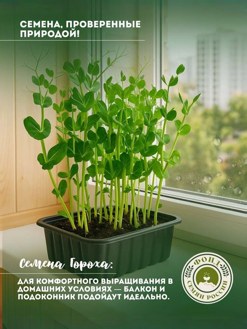 Горох Овощной, Все фиолетово, семена, 10 гр.