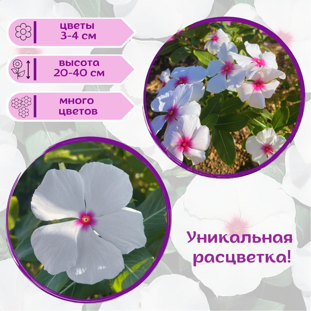 Семена Бархатцы низкорослые желтые махровые Марвел + торфяные таблетки Jiffy в подарок, 5шт