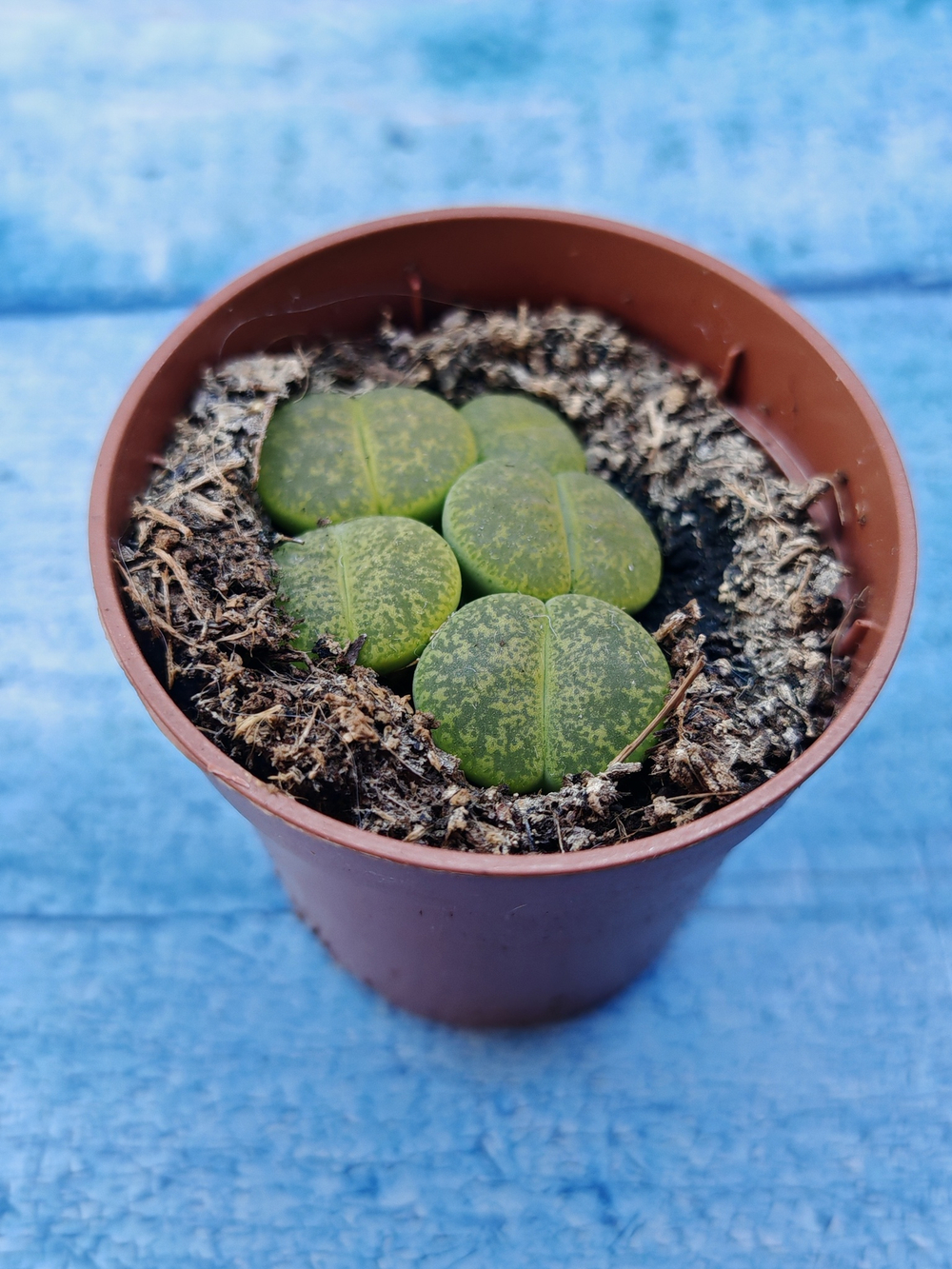 Lithops sp. (Литопсы)
