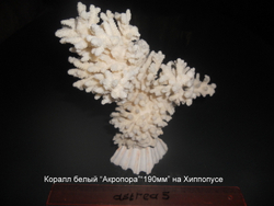 Коралл белый "Акропора""190мм-200-260мм" на Хиппопусе