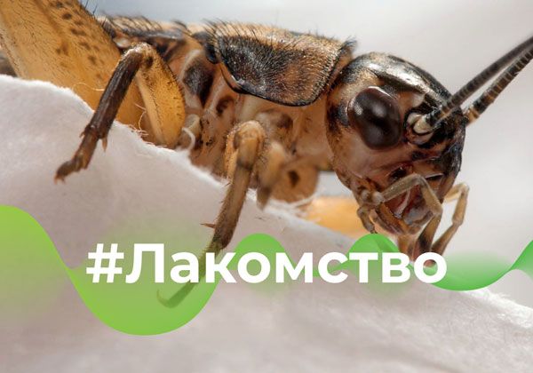 Полезный белок из насекомых. Животные в первых рядах на получение!