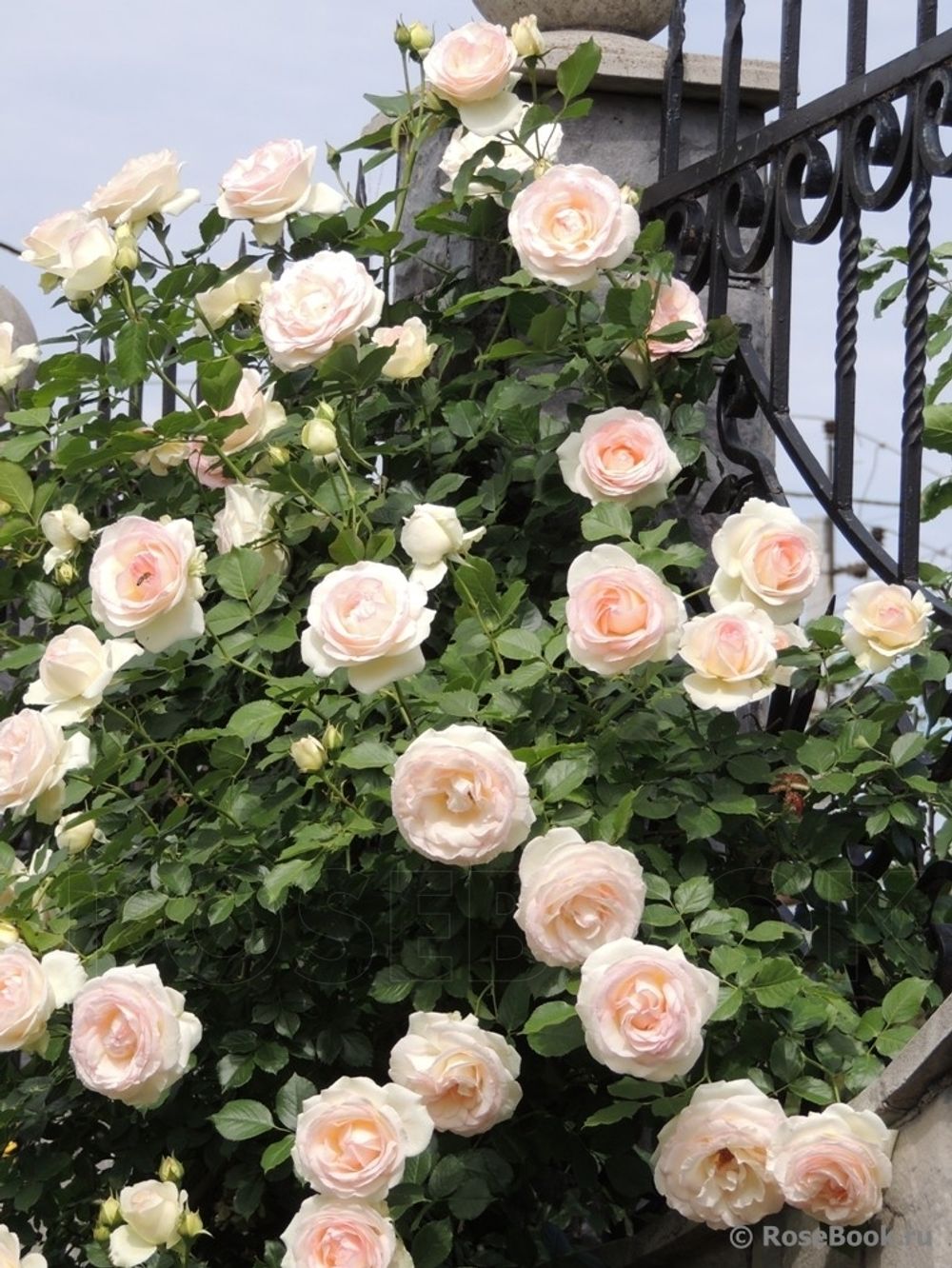 Пояль Рояль (Palais Royal)