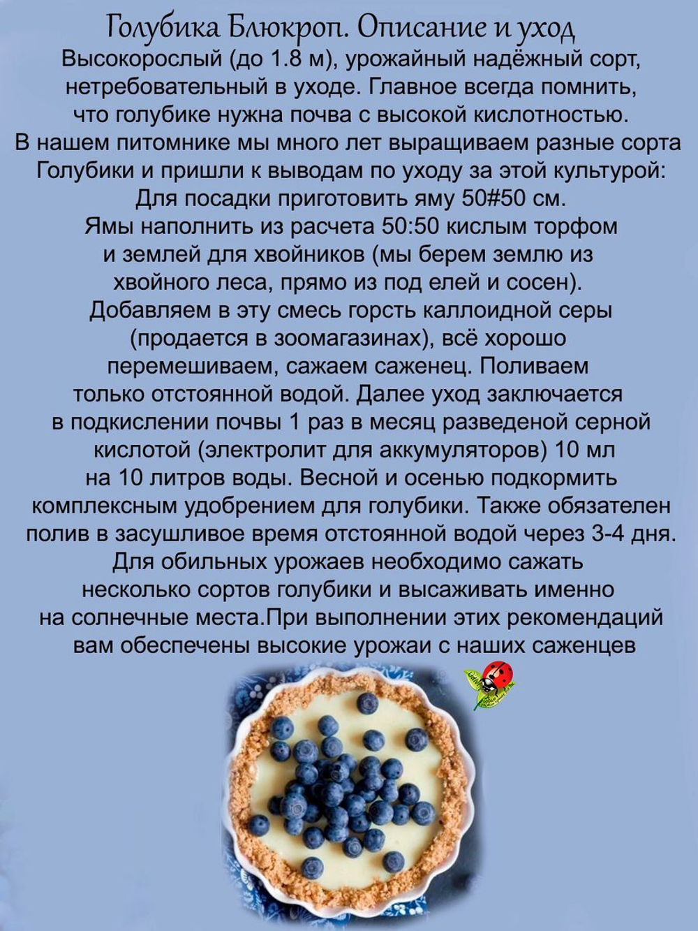 Голубика Блюкроп крупные ягоды