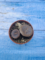 Lithops sp. (Литопсы)
