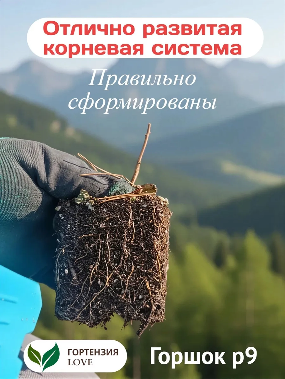 Ванилла Фрейз гортензия метельчатая
