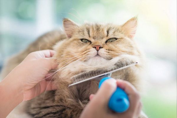 Кошка не любит вычесывать шерсть?