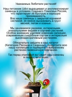 Эхинацея махровая "Мармелад" долгоцветущая